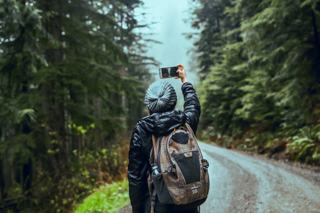 Person Taking Photo Of Pine Trees